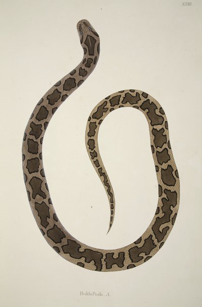 Pedda Poda. A., from an Account of Indian Serpents Collected on the Coast of Coromandel, pub. 1796 by William Skelton